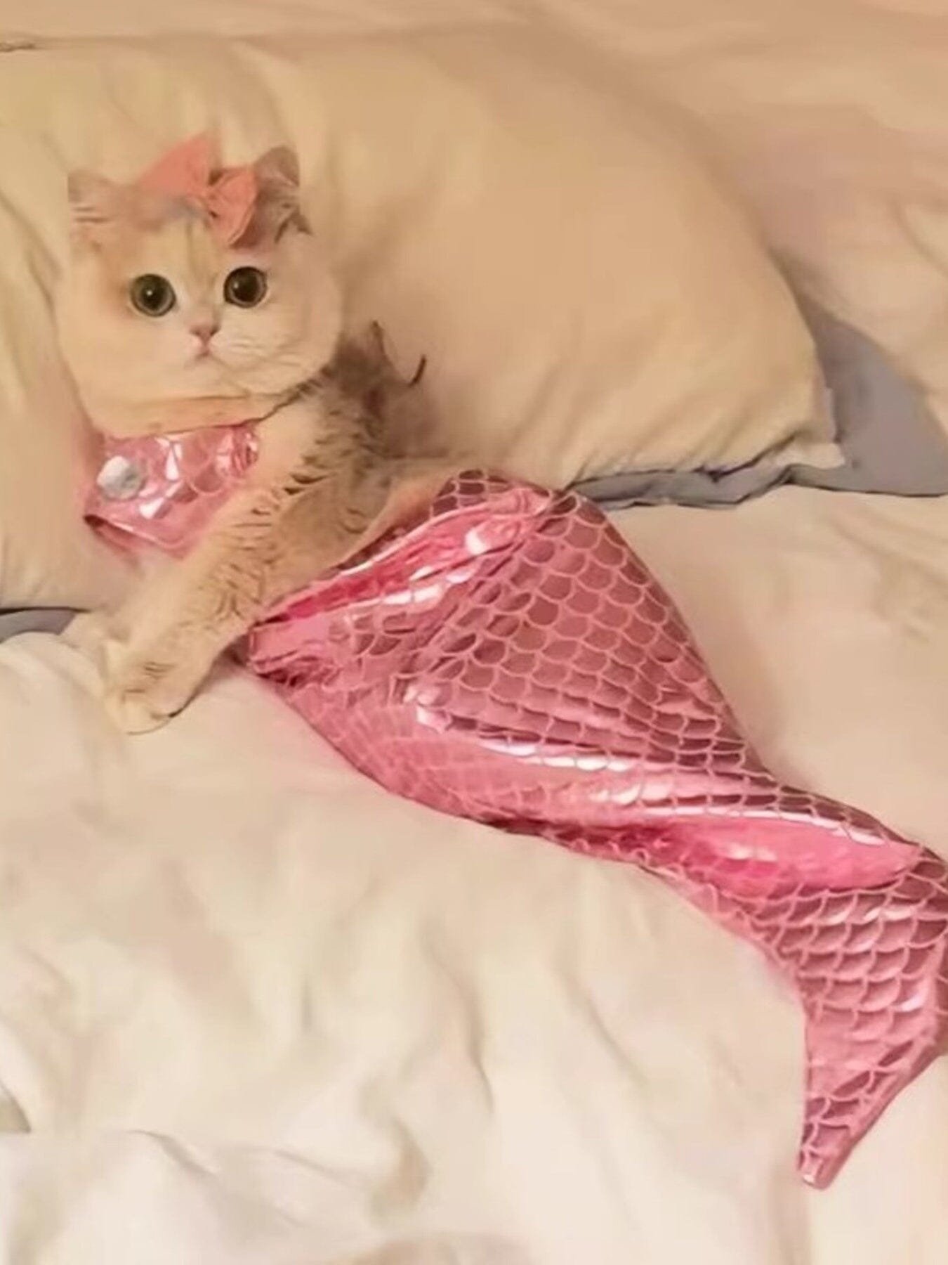 b2e2978dc34a4ed994f9e4eb8e2a3ccc-Max